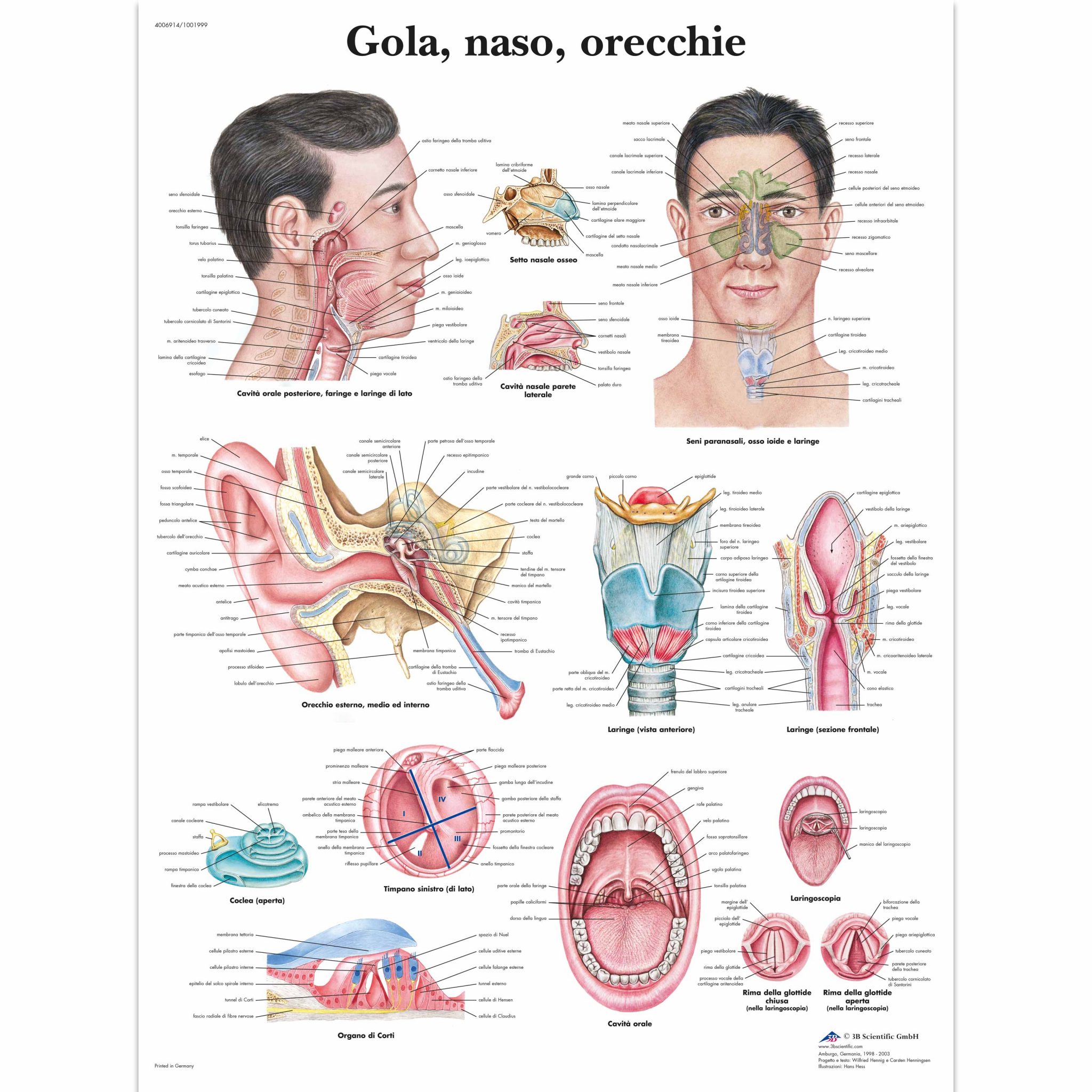 Rumore Nell Orecchio Quando Muovo La Mandibola